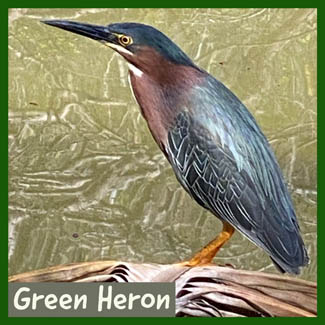 Green Heron